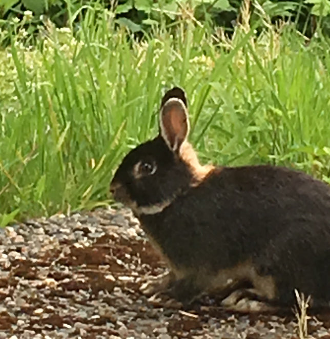 Punk Rabbits Whidbey Island Hoodie